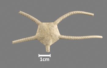 Media type: image;   Invertebrate Zoology OPH-437 Aspect: dorsal